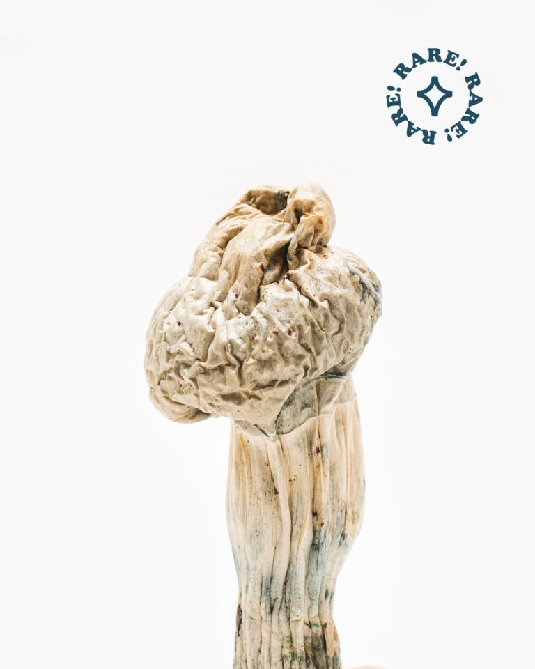 Buy Jedi mind fuck mushrooms for sale